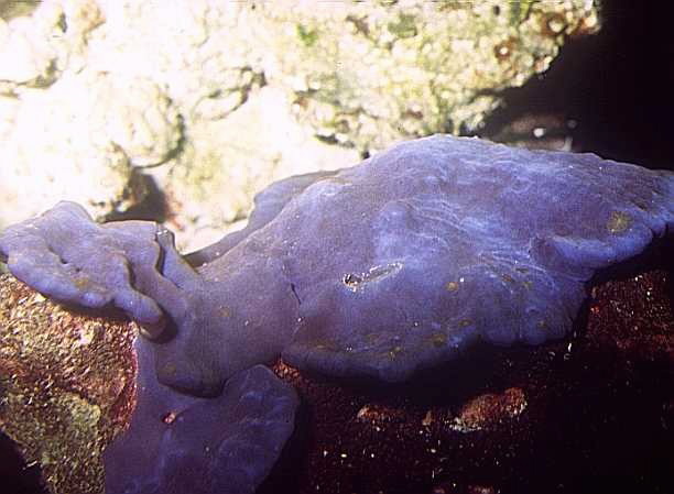  Collospongia auris (Blue Ear Sponge)